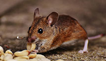 24-hour-pest-control Experts in Jicarilla